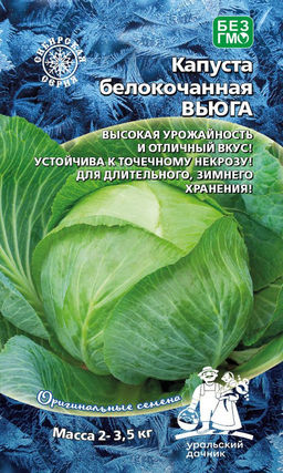 Капуста ВЬЮГА  Устойчива к точечному некрозу! Для зимнего хранения! Высокая товарность!