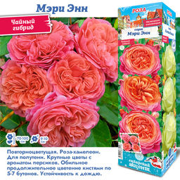 Роза Мэри Энн (Чайно-Гибридная) 1шт