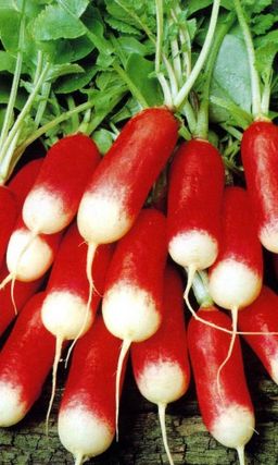 Редис ФРАНЦУЗСКИЙ ПОЦЕЛУЙ