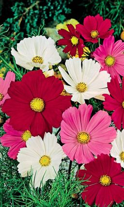 Космея СЕНСАЦИЯ МИКС Популярная смесь!