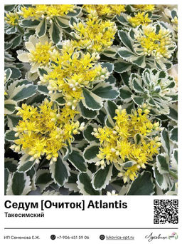 Седум Очиток Atlantis (Такесимский)