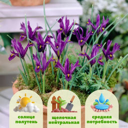 Ирис Джей Эс Дийт 5 шт