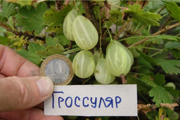 Крыжовник Гроссуляр (бесшипный!) (30-50см, 2х летний)
