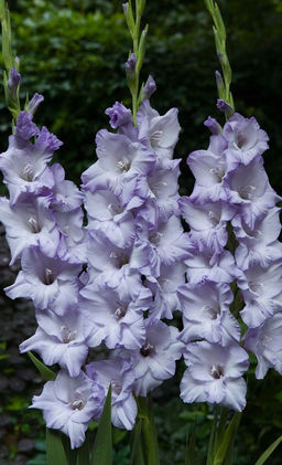 ГЛАДИОЛУС Хё Маджести Разбор 10/12 Кол-во упак., шт 8