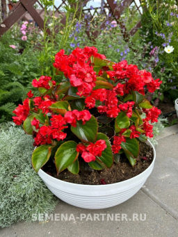 Бегония вечноцветущая махровая Милори Рэд Грейс - Партнер фото 5