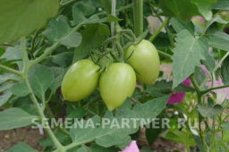 Томат Викуся - Партнер фото 3