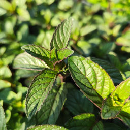 Мята шоколадная - Долина роз фото 2