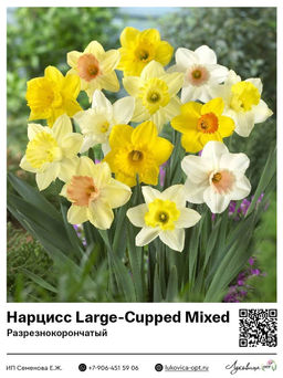 Нарцисс Large-Cupped Mixed (Крупнокорончатый)