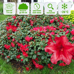 Рододендрон Баден-Баден