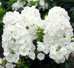 ФЛОКС Уайт Спарр Разбор I Кол-во упак., шт 2