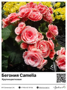 Бегония Camelia (Крупноцветковая)