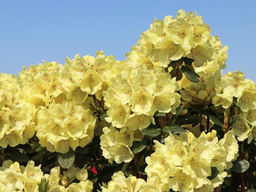 Рододендрон Goldkrone (Голдкрон) - Долина роз фото 3