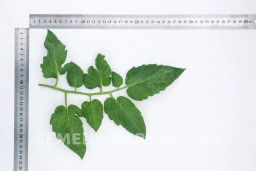 Томат Деревенский - Партнер фото 7