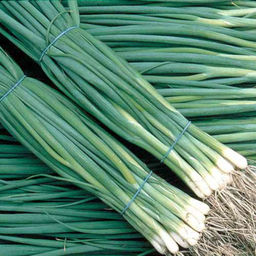 5034D Лук батун Валдай 1гр