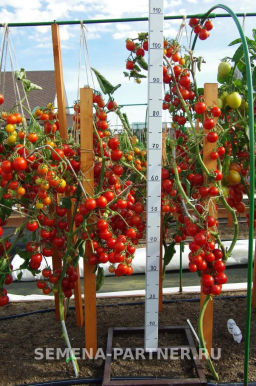 Томат Дирижер - Партнер фото 3