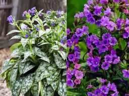 Медуница Смоки Блу