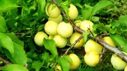 Слива Уссурийская праздничная домашняя 25см/+ (МЕЛКИЙ саженец с этикеткой) 1шт