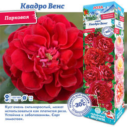 Роза Квадро Венс (Канадская) 1шт