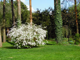 Спирея серая Грефшейм