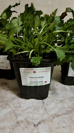 Ромашка садовая