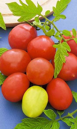 Томат БОЕЦ (БУЯН) Суперскороспелый гость из Новосибирска! Неприхотлив! Без пасынкования! Идеален для засолки!