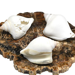 Ракушка морская в натуральном цвете 25*55мм Радуга камня