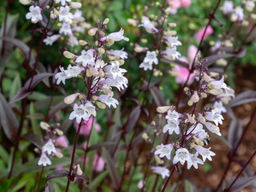 Пенстемон Хаскер Ред - Долина роз фото 2