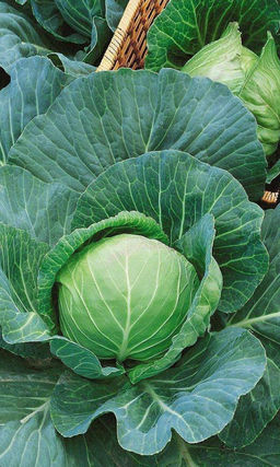 Капуста СЛАВА ГРИБОВСКАЯ 231  Проверенный поколениями сорт! Кочаны плотные и сочные, до 4,5 кг! Внутренняя кочерыга короткая!