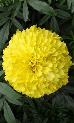 Бархатцы ЛИМОННЫЙ ВЕЛИКАН