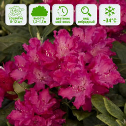 Рододендрон Хеллики