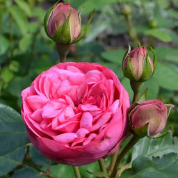 R386 ПИНК ПИАНО