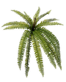 Нефролепис Экзальтата 70см - Зеленый