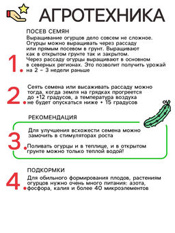 Цена за 3 шт. Семена Огурец Гардемарин F1 цв/п 0.25 г, скороспелый, партенокарпический, гладкий, салатный