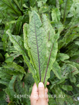 Щавель Кровавая Мэри - Партнер фото 4