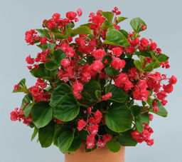 Бегония вечноцветущая махровая (цветы малиновые, лист зел с красной каймой)