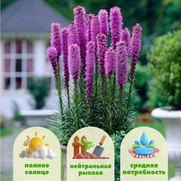 Лиатрис колосковидный (Spicata)