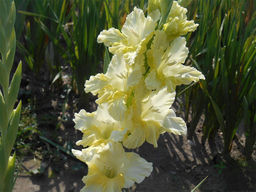 Гладиолус Алисия 5 шт - Долина роз фото 4