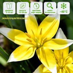 Тюльпан Тарда