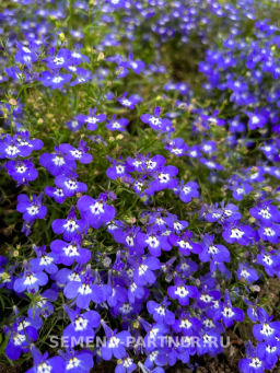 Лобелия каскадная Ривьера Блу Ай - Партнер фото 3