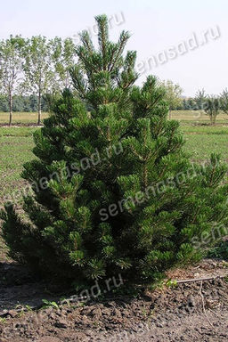 Сосна горная Унцината (С2 Н40-60)