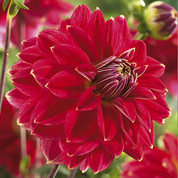 ГЕОРГИНА Мистер Оптимист Разбор I Кол-во упак., шт 1