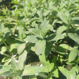 Мята Белый виноград - Долина роз фото 4