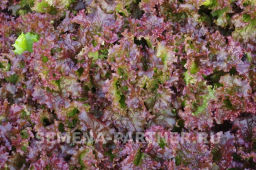 Салат листовой Лолло росса - Партнер фото 5