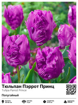 Тюльпан Parrot Prince (Попугайный) - Голландские луковицы фото 2