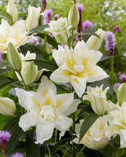 ЛИЛИЯ Роузлили Ирвана Разбор 12/14 Кол-во упак., шт 5