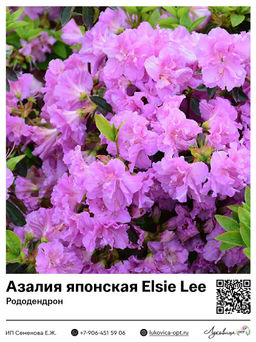 Азалия японская Рододендрон Elsie Lee (Элси Ли)