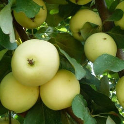 Яблоня Юнга полукультурка (саженец с этикеткой) 1шт