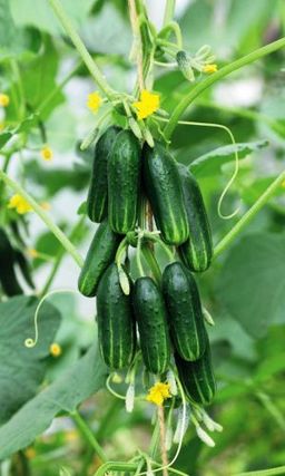 Огурец МОЛОДО-ЗЕЛЕНО F1 Челябинская селекция!