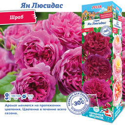 Роза Янг Лисидас (Английская/Шраб) 1шт