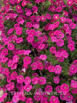 Петуния Ма Шери Фиона полуампельная глубокий розовый - Партнер фото 7